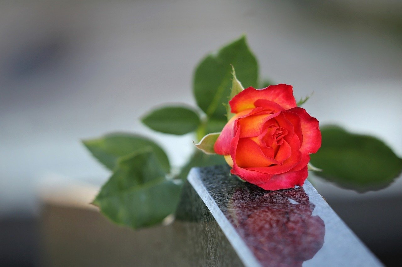 red yellow rose, love symbol, condolence-4414853.jpg